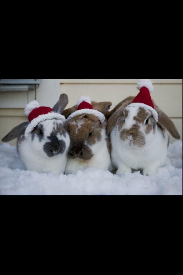 annadielll's tweet photo. “@rachellepunzel: #annahas hot pets http://t.co/YHxmdkUo4A” wow gee thanks❤