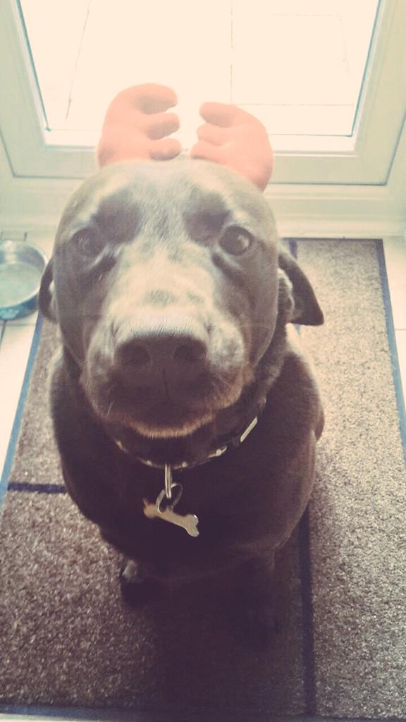 AdeyLisa's tweet image. Merry Woof-mas 🎄🎅🎁