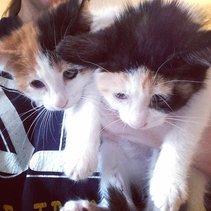 Early Christmas gift to my kids :) Sweet little kitties! http://t.co/46QjpNfqb1