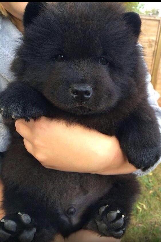 SeleDR's tweet photo. Se lo pido a los reyes 😍 http://t.co/9LRAyzFRsC