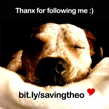 savingtheo's tweet photo. Thank you! #kindhearts @IrinaGreenVoice @5280Adam @Book0fPsaLm @RathataM @RohdeFineArt @srp4953 #thanx #savingtheo http://t.co/jrD8ALuw9j