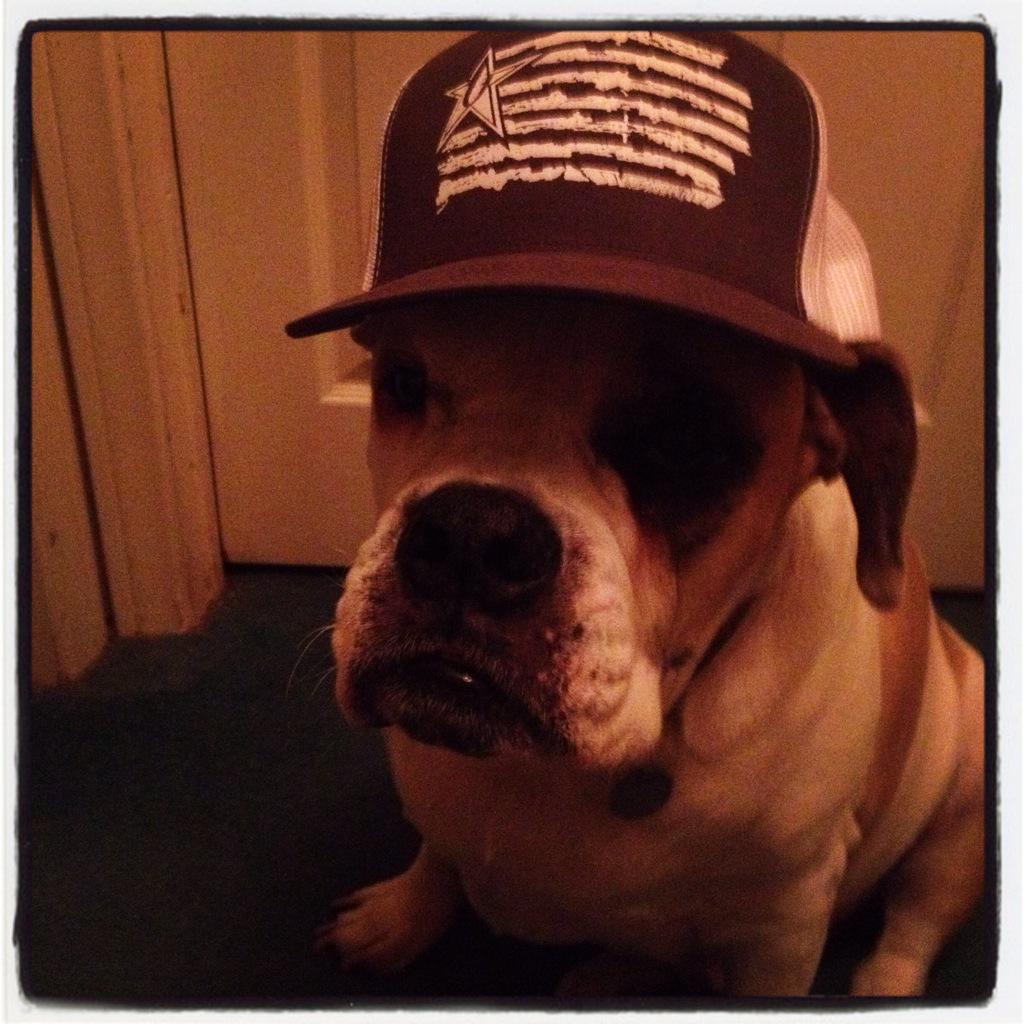 SCad99's tweet image. Dozer Flag Hat. #bulldog #flag ##dozer #undauntedapparel