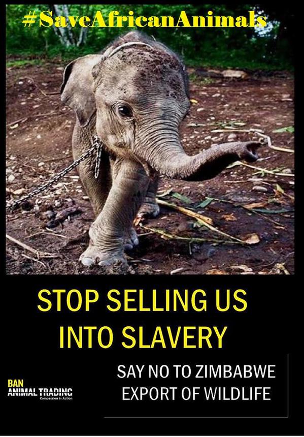Please RT to help stop beautiful, magnificent and intelligent animals being sold into slavery. #SaveAfricanAnimals