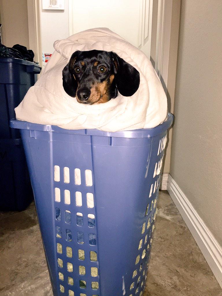 SweetPeaThePod's tweet photo. Hee hee, they'll never find me here. #radiant #dachshund #doxie #pets #laundry #hotdog #Longdoglove http://t.co/GHr19AjGVT