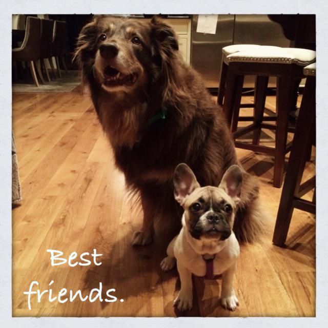 DogHuge's tweet photo. hanging out w my frienddddd http://t.co/SPWGltfjLE