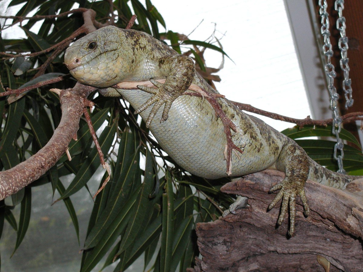 lindasnye's tweet photo. For Solomon Islands Skink photos: http://t.co/bEE2bg9ABP http://t.co/h8SsGZzEF8
