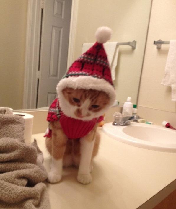 sovirul's tweet photo. Animals that don't exactly love the holiday's.

Found at: http://t.co/hdjpBzVAc0 http://t.co/63QktDw1Ay