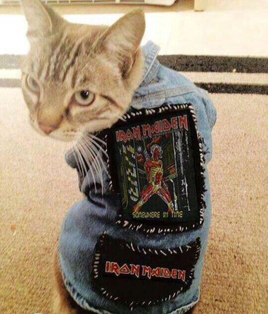 Loudwire on X: Most metal cat ever? @IronMaiden #IronMaiden #cats