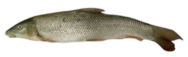 Hunting and Fishing: Barbel / Le barbeau More information ................ bit.ly/1w5VMcQ