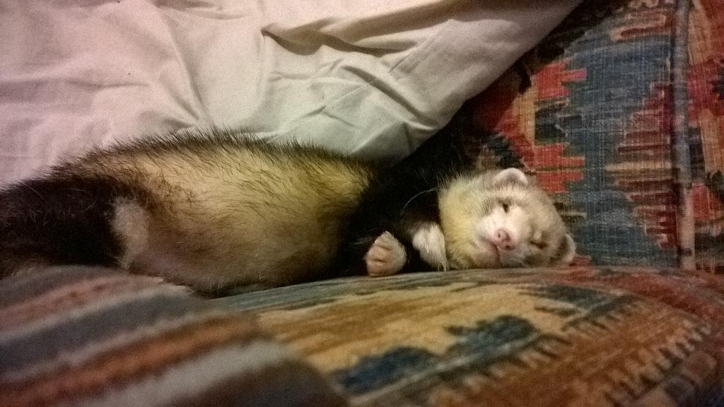 MaxSuperFerret's tweet photo. Crashed out! #ferret #cute #animal #pet #photo http://t.co/sqjK3su8DF