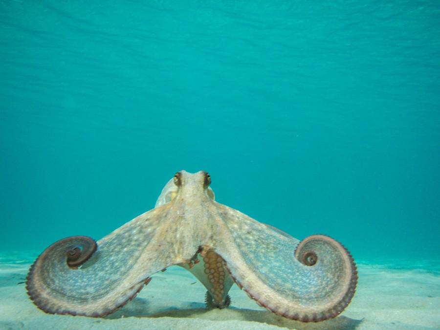 bestphotonature's tweet photo. octopus in action by Nikos Stavrinidis #photo #nature #underwater #фото #природа #подводныймир http://t.co/qykTm0xhSd