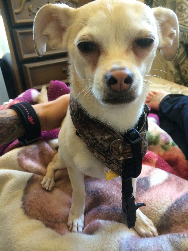 TruFireReleases's tweet photo. What would be a better gift, a Tru Fire Release, or a dog? #TruFire #TruFireRelease http://t.co/wpIqMRvNAF