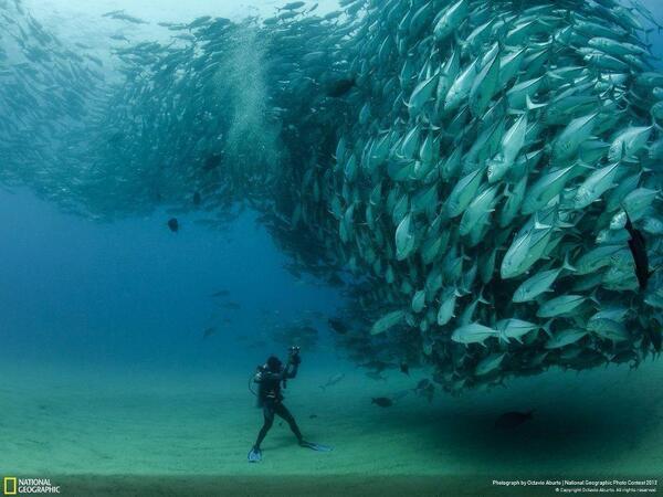 _Paisajes_'s tweet photo. Un buzo se encontro este impresionante cardumen de peces. Impresionante. http://t.co/NcLcUnDALg
