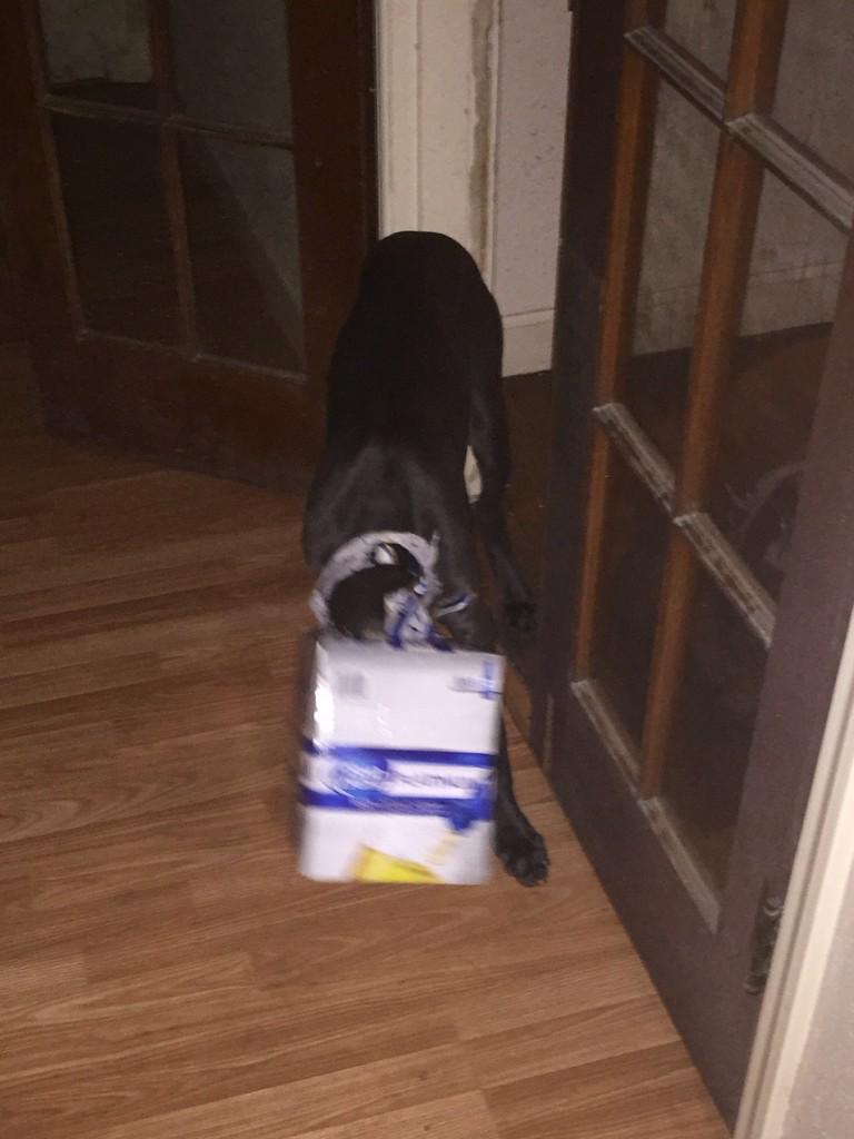 AFratRocky's tweet photo. Motherfuckers! They told me there was one more platinum, I go to look now my heads stuck in the box. Son of a bitch. http://t.co/LHuJXjzxlq
