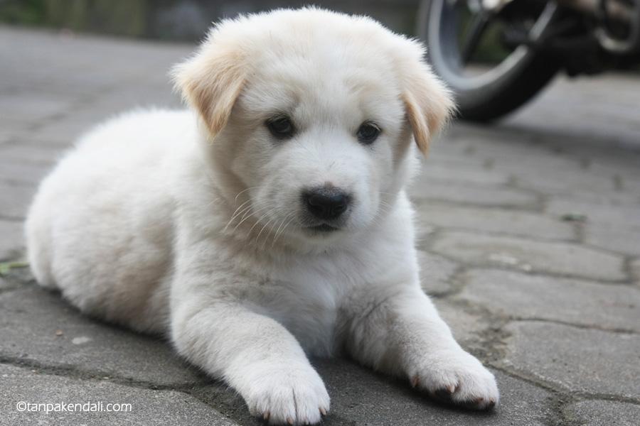 Bewish Bali در توییتر キンタマーニ犬 バリキンタマーニ発祥の動物 キンタマーニ犬は インドネシア本来のバリ島発祥の品種です キンタマーニ犬は茶色と黒が合わさった白い毛を持っています Http T Co Aec9xbmddw