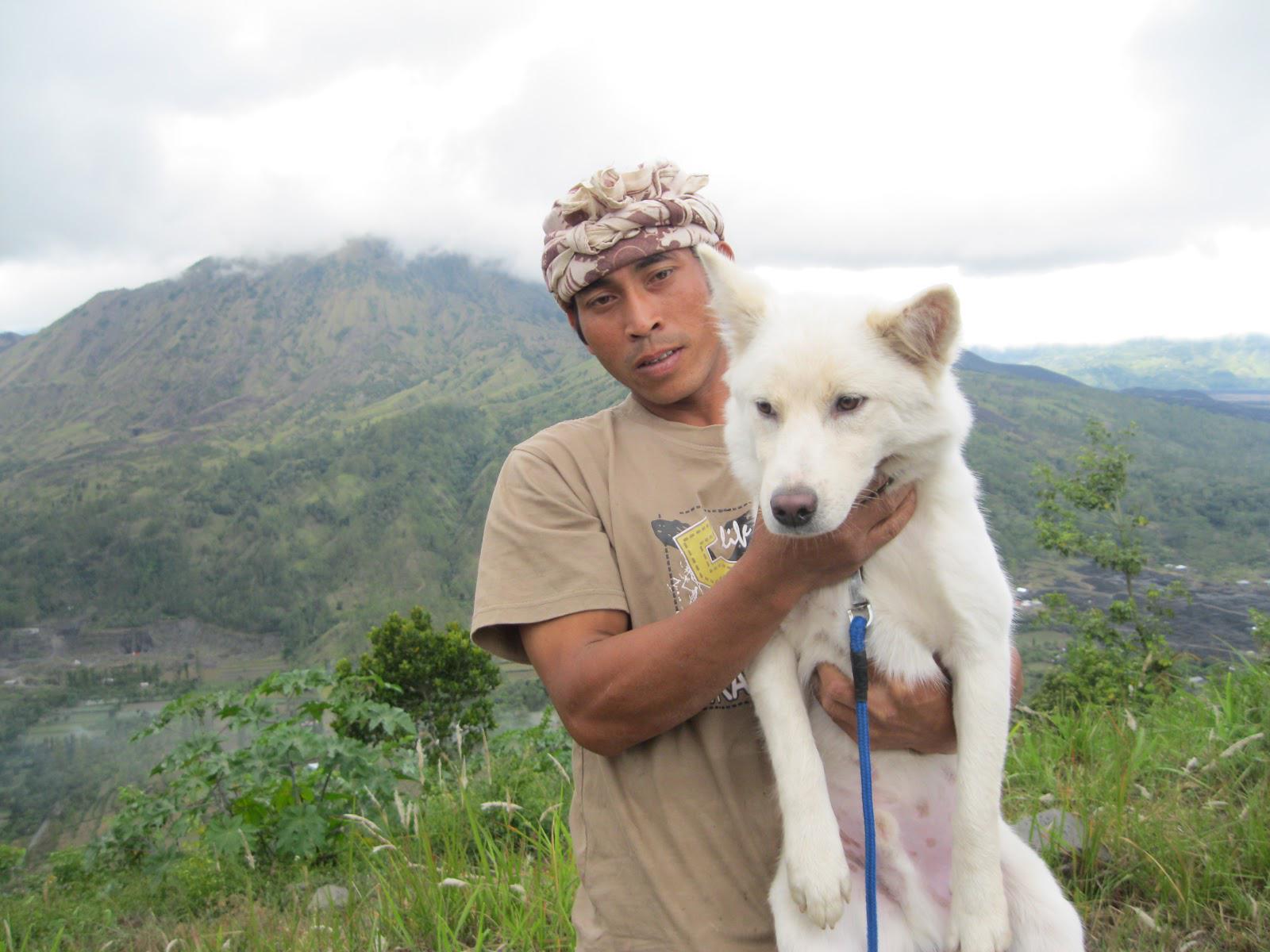 Bewish Bali در توییتر キンタマーニ犬 バリキンタマーニ発祥の動物 キンタマーニ犬は インドネシア本来のバリ島発祥の品種です キンタマーニ犬は茶色と黒が合わさった白い毛を持っています Http T Co Aec9xbmddw