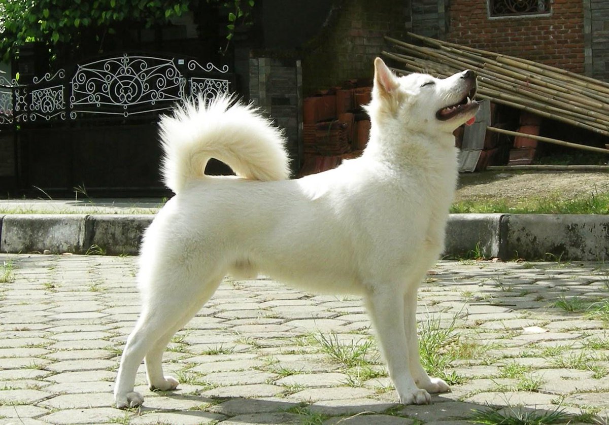 Bewish Bali در توییتر キンタマーニ犬 バリキンタマーニ発祥の動物 キンタマーニ犬は インドネシア本来のバリ島発祥の品種です キンタマーニ犬は茶色と黒が合わさった白い毛を持っています Http T Co Aec9xbmddw