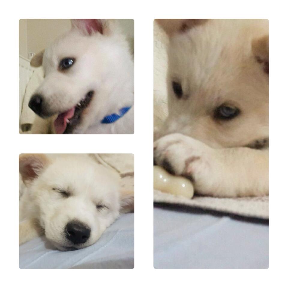 Dişi,2 aylik, İZMİR, ömur boyu ona bakabilcek ailesini arıyor. İletisim: 0 (532) 166 37 47