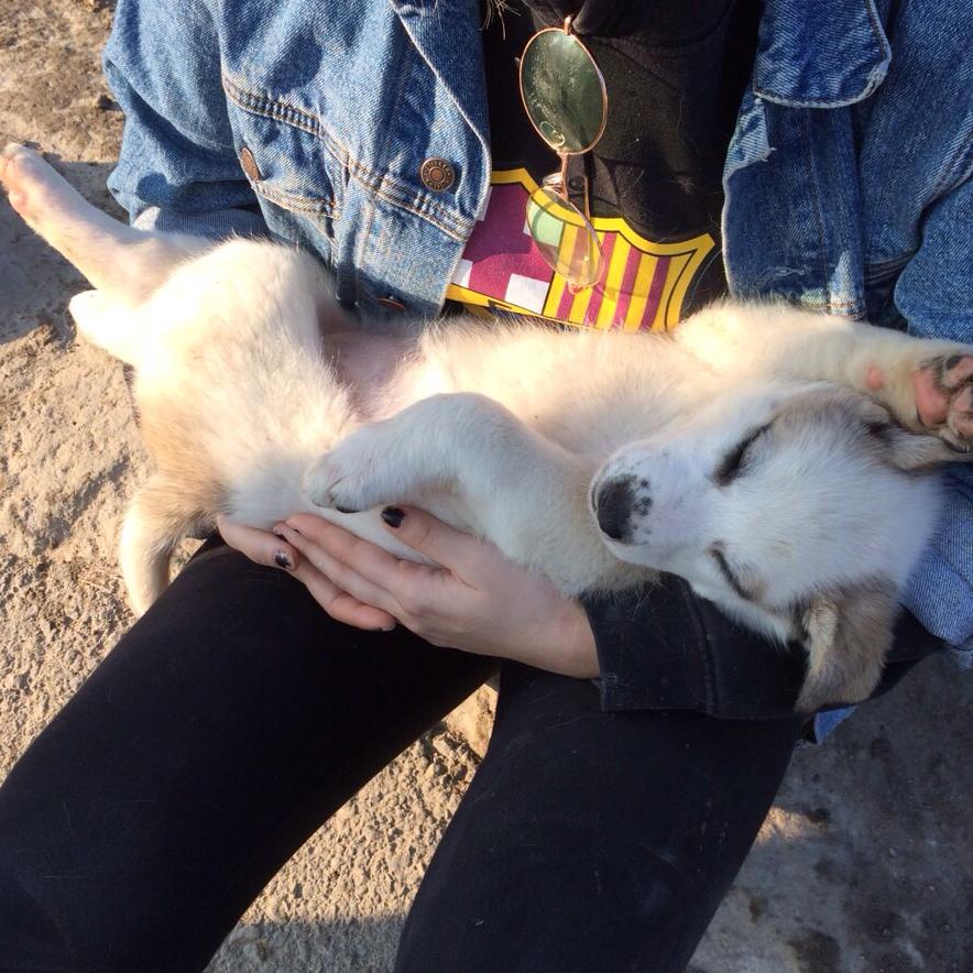 Dişi,2 aylik, İZMİR, ömur boyu ona bakabilcek ailesini arıyor. İletisim:0 (505) 696 94 35