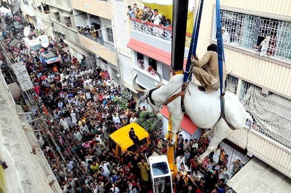 TallhaSarwar's tweet photo. #ThatAwkwardlyAwkwardMoment When a Cow gathers a larger crowd than Imran Khan. #LahoreStandsWithNS http://t.co/jToXxQ3WL2