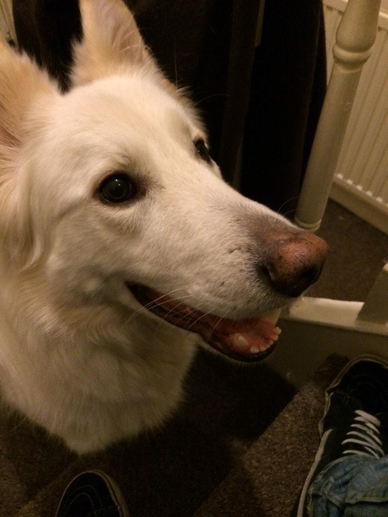 nanookoftheNW's tweet photo. Unlike Boot Lady and Beard Man I'm never grumpy in the morning! #itsmonday #dog #woof http://t.co/wIdIXs0LkG