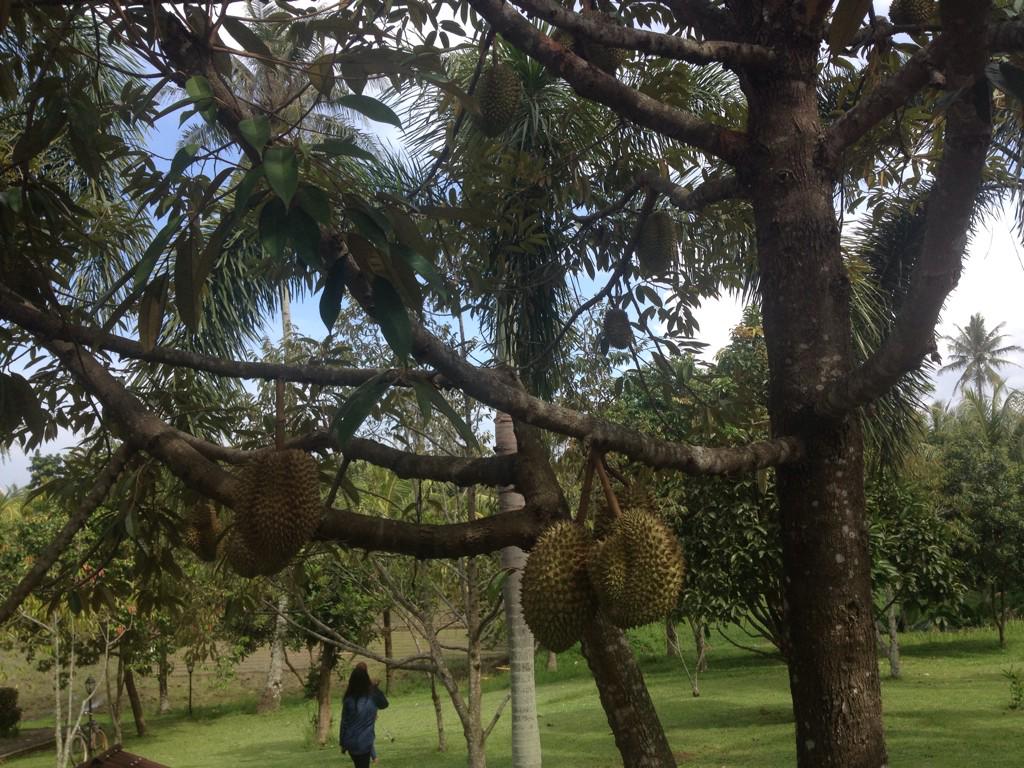 Panen di kebon sendiri