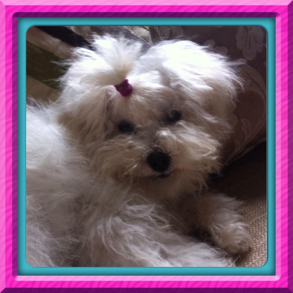 princessbeekay's tweet photo. Perfection #furbaby http://t.co/srL1xBHHGD