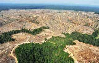 7,3 Juta Hektare Hutan Alam Indonesia Terancam Hilang
kabarkampus.com/2014/12/73-jut…