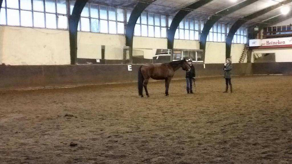 Op de manege helpen paarden bij het krijgen van inzicht in onze patronen. #mwp