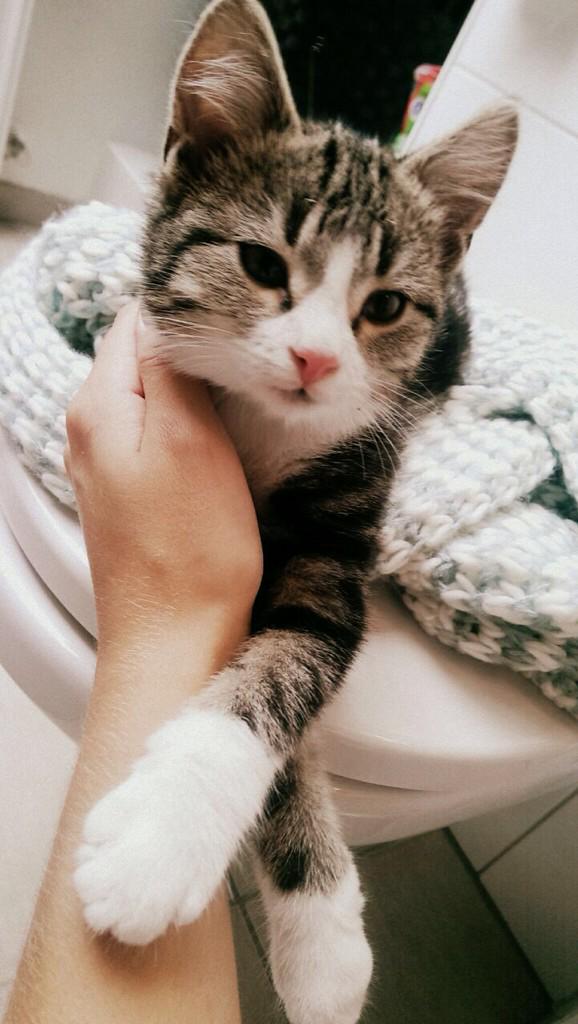 Baby 🐱