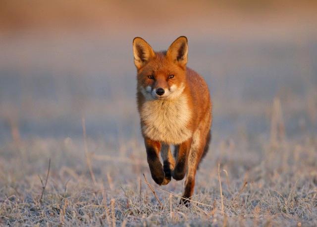 BBC Wildlife tweet media
