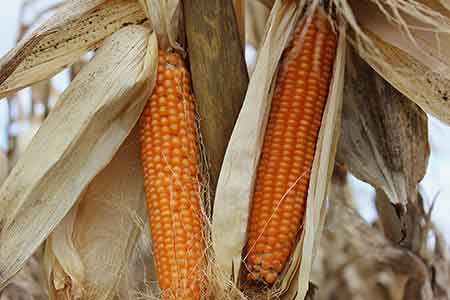 Purdue Research (@purdueresearch) on Twitter photo RT <a href="/AgResearchPU/">Purdue Ag Research & Grad Education</a>: Preserving Popcorn Purity and Popability bit.ly/111l4dN #ag #Purdue #popcorn RT <a href="/AgResearchPU/">Purdue Ag Research & Grad Education</a>: Preserving Popcorn Purity and Popability bit.ly/111l4dN #ag #Purdue #popcorn