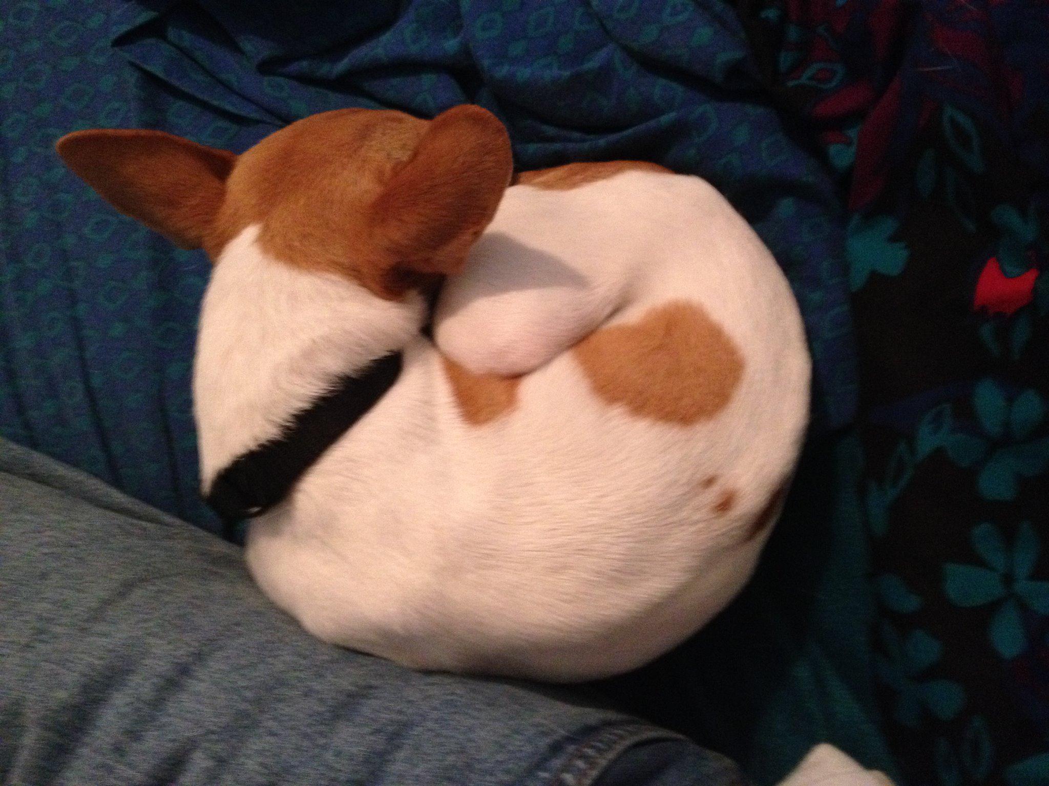 Jake The Rat Terrier (jakeratterrier) / Twitter