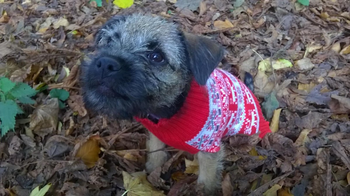 ashtreevet's tweet photo. We do love a good #christmasjumper here @ashtreevet!!!! #cuteoverload #dog #puppylove #puppy #winter #christmas http://t.co/ICs5UriYVX