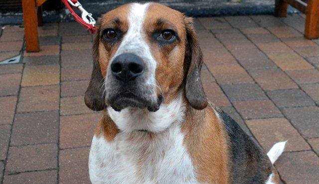 Battersea_'s tweet photo. Wilson, you ain't nothing but a #HoundDog http://t.co/6jE160OveV #NeedsAHome #BatterseaDog http://t.co/T2L2eq3O05