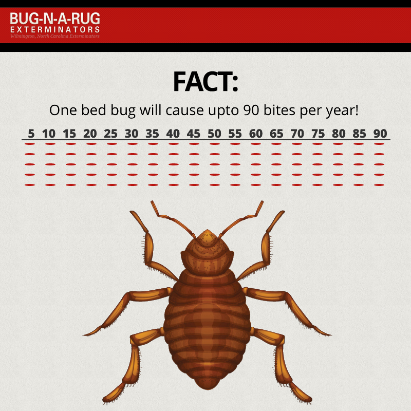 Bug N A Rug Exterminators (@thebugnarug) / Posts / X