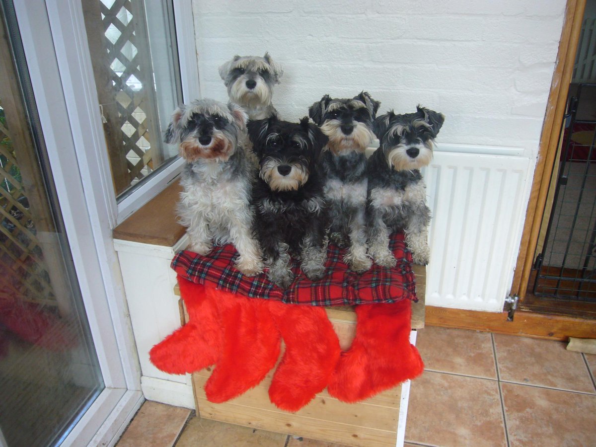 NotAPuppyFarm's tweet photo. Happy Christmas from me and my girls. http://t.co/MpWlTgcahB