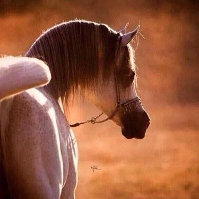 muHamadd22's tweet photo. http://t.co/8h0LUzaZC5
