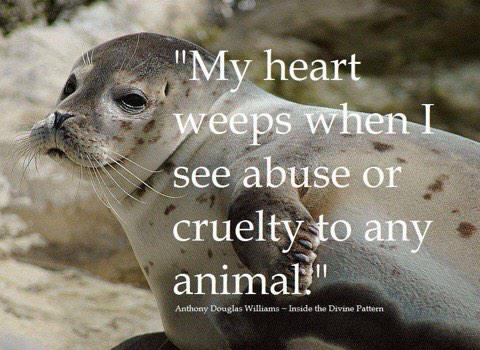 gallina_fiedler's tweet photo. Goodmorning beautiful animals......I hope today is a day without harm for all of you🙏🙏😔 http://t.co/KBIcmAykUw