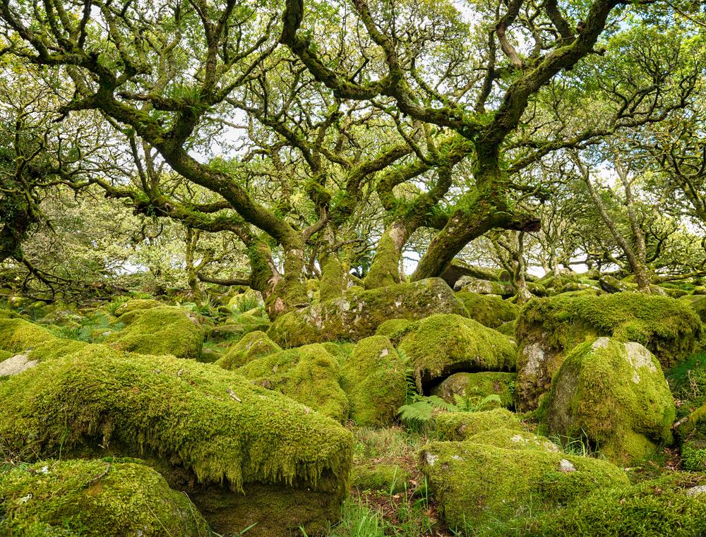 treenews's tweet photo. MT @WoodlandTrust: Great blog from @nationaltrust Very Important Trees specialist: http://t.co/aKTQLq5C3J #VITrees http://t.co/DG3kgYQaHR