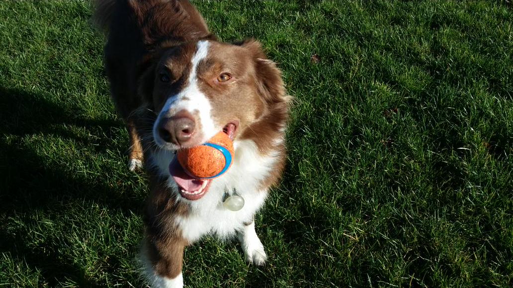 TheLakePack's tweet photo. Our boys turn 5 today! Happy Barkday! http://t.co/4UF8l0KkXo