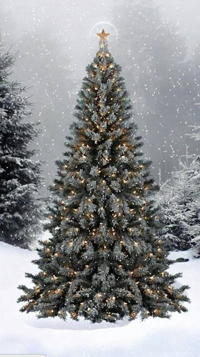 Tree News tweet media