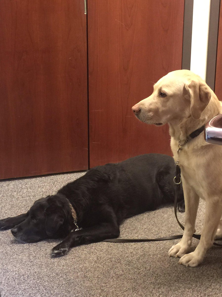 BraillePress's tweet photo. View from my office at National Braille Press #GuideDogsRule http://t.co/m5kcmp6VH5