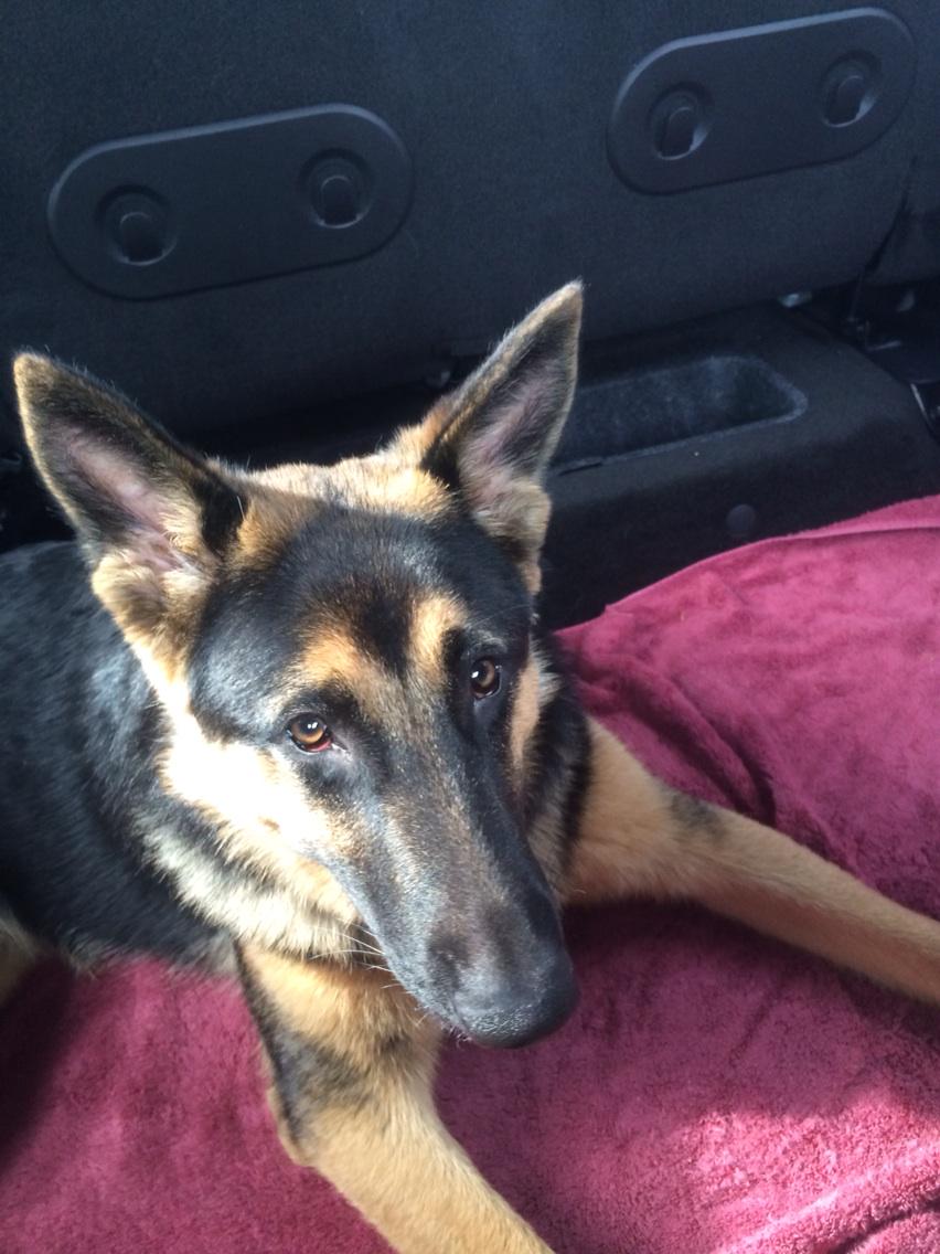 Sodapoppintv's tweet image. He's on his drugs and were on our way to airport. Look at his droopy eyes :( poor guy BibleThump