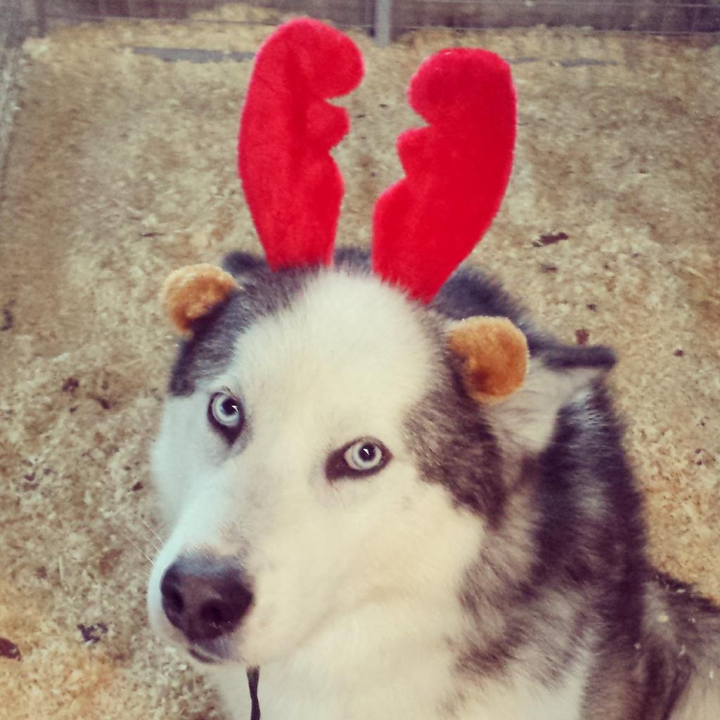 Malmaze's tweet photo. Blu says hi peeps! #christmas #holidays #tistheseason #HappyHolidays #Christmas2014 #xmas #jolly #merrychristmas #F4F http://t.co/umj0BoYqcw