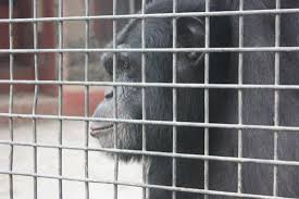 bischody's tweet photo. cap – take
captivity - the condition of being imprisoned or confined. http://t.co/sngvNVjEKg
