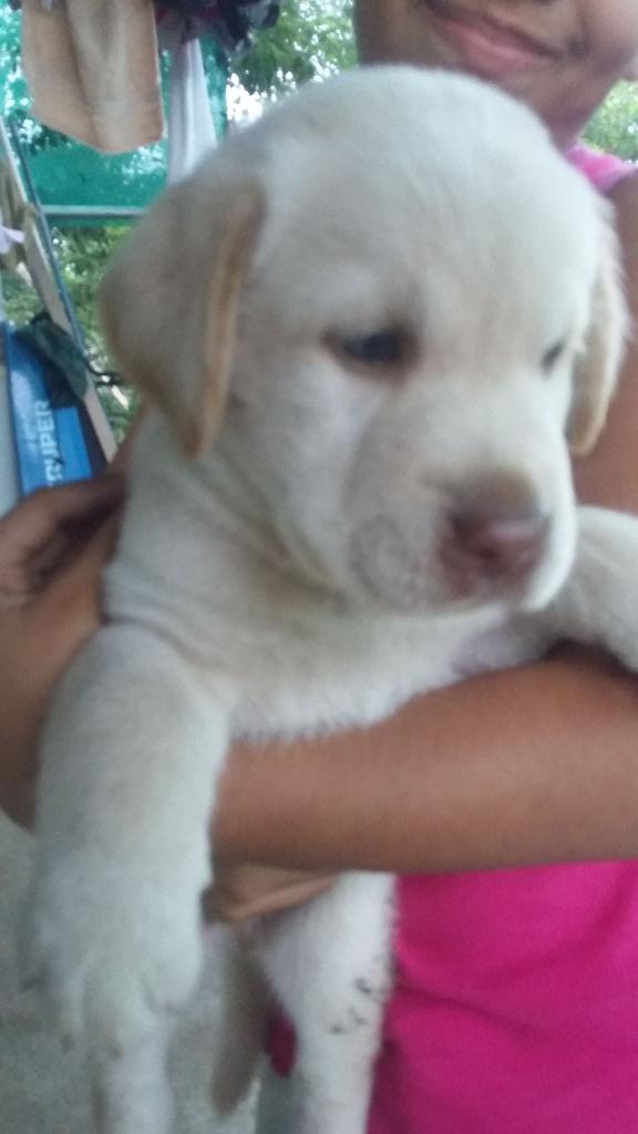 eserrano25's tweet photo. Vendo labradores puros... listos para un dueño o dueña... http://t.co/ylT4a4glmE