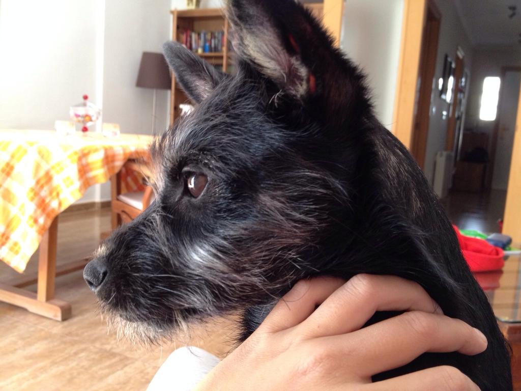 IsaMoraPena's tweet photo. CACHORRO TAMAÑO PEQUE 3,2KG ENADOPCIÒN http://t.co/VhUIXH1k3l