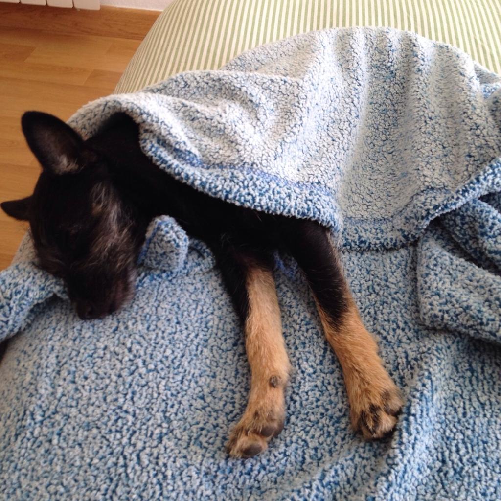 IsaMoraPena's tweet photo. CACHORRO TAMAÑO PEQUE 3,2KG ENADOPCIÒN http://t.co/VhUIXH1k3l