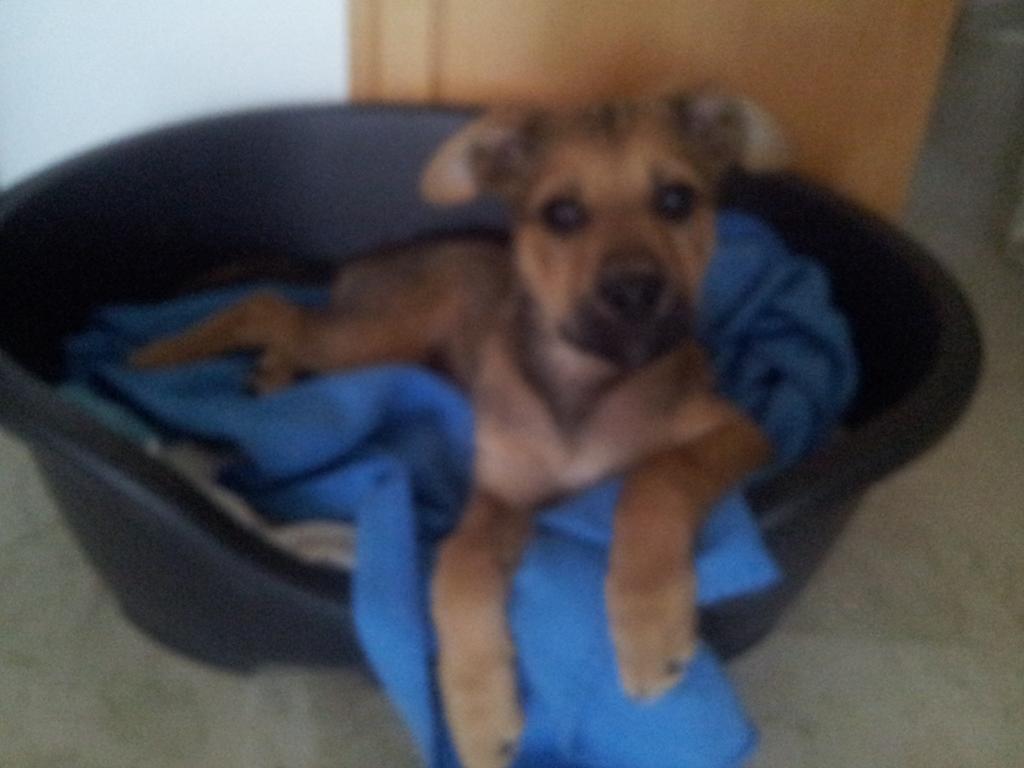 IsaMoraPena's tweet photo. CHECO,CACHORRO TAMAÑO MEDIANO EN ADOPCIÓN http://t.co/AwH77gHBAW